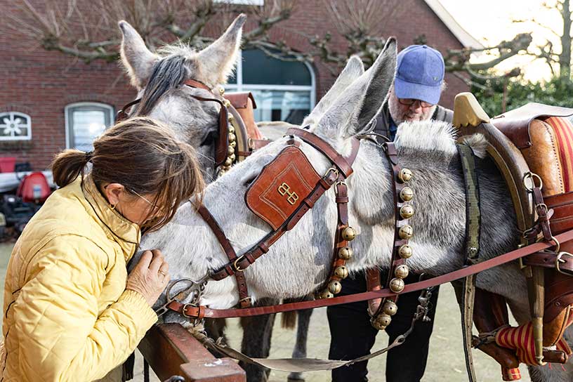 “Als je ze in het span zet heb je altijd temperamentverschil en ik wil niet dat de vlottere ook reageert als je de slome wat aandrijft. Maar het zou zonder ook kunnen”